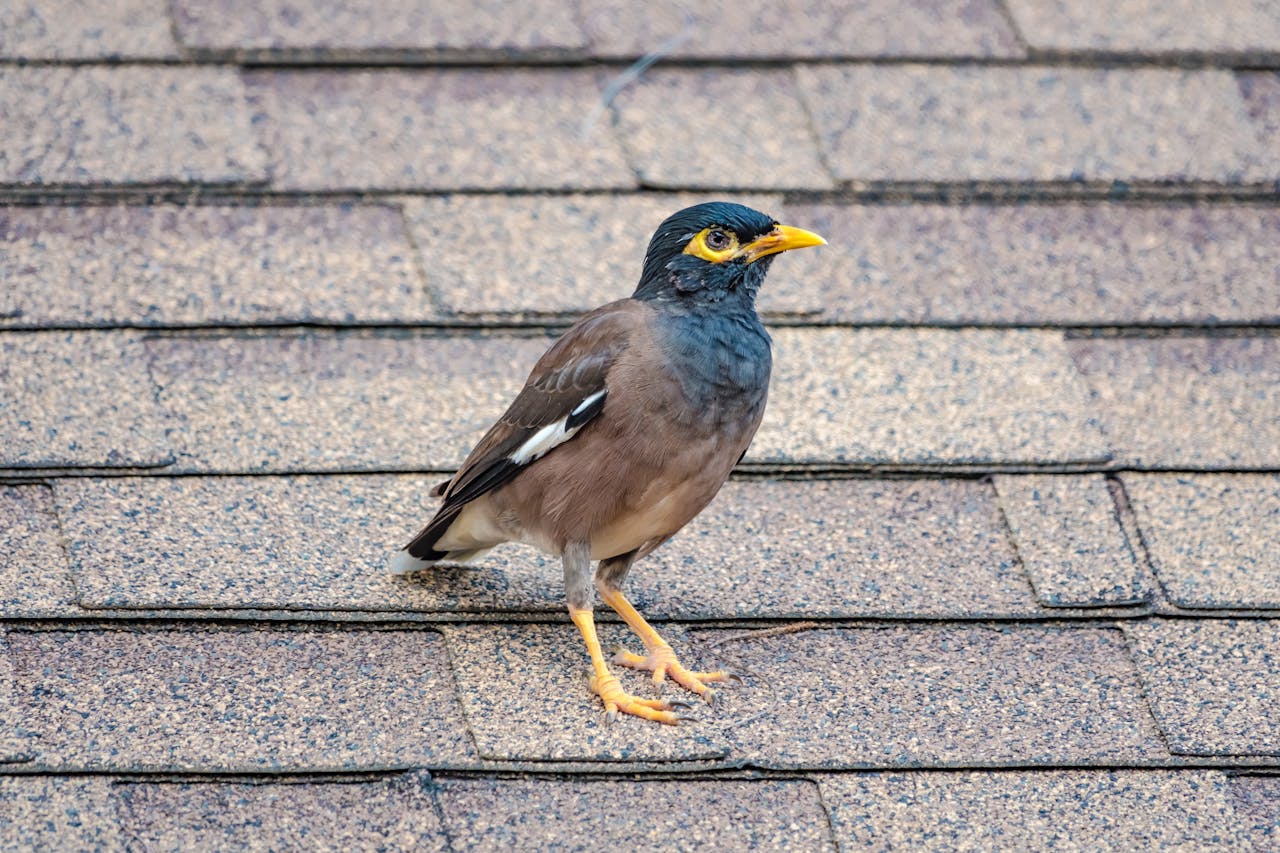 Close-up of a Common Myna bird standing on rooftop shingles in daylight.